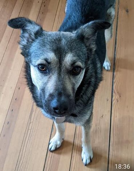 Ronja sucht liebe Menschen mit Zeit