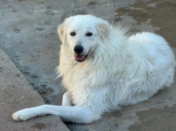 LORI  ab November auf Pflegestelle in Euskirchen