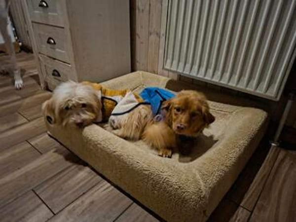 Klein Anni Rennsemmel sucht ländliches 🏡