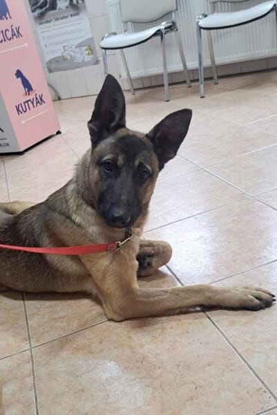 Freundlicher Enzo sucht seine Familie