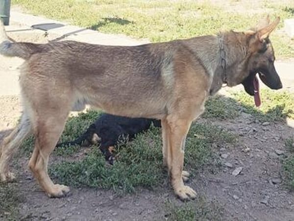 Freundlicher Enzo sucht seine Familie