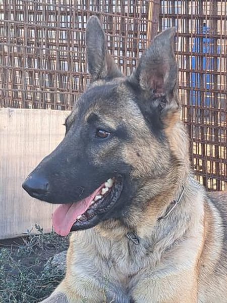 Freundlicher Enzo sucht seine Familie
