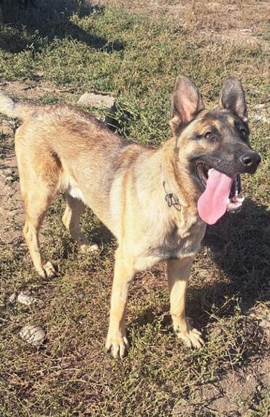 Freundlicher Enzo sucht seine Familie