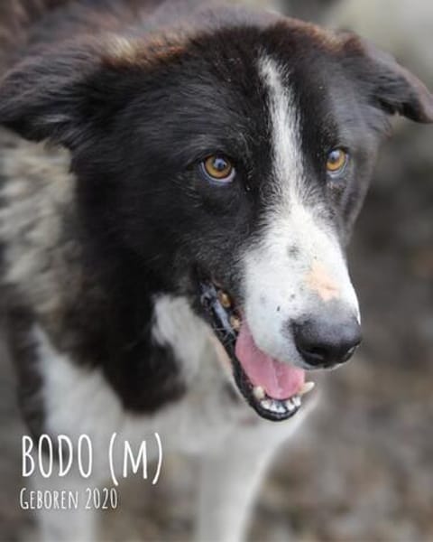 Bodo hat so ein großes Herz