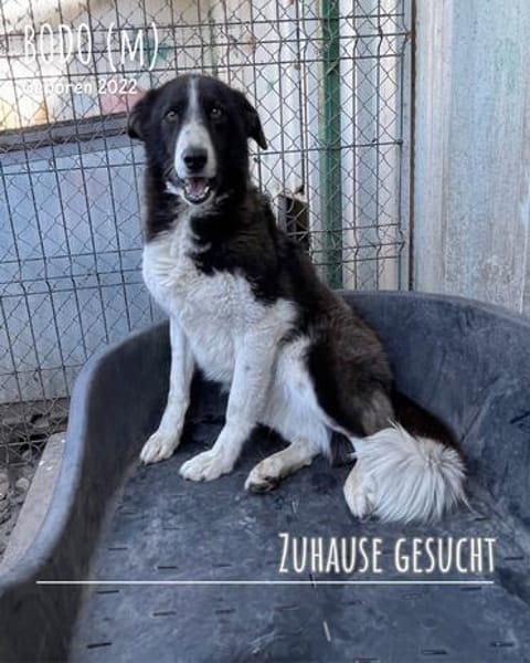 Bodo hat so ein großes Herz