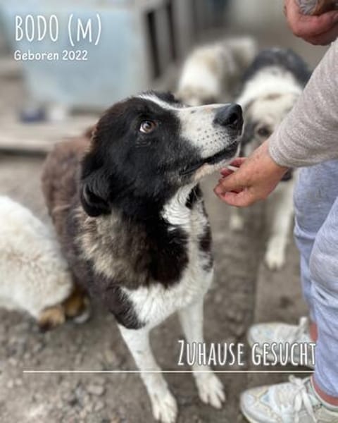 Bodo hat so ein großes Herz