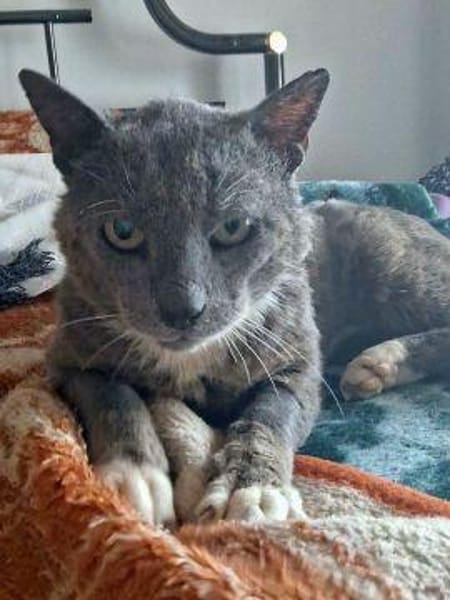 Bezaubernder Kater Gandalf sucht seine Familie