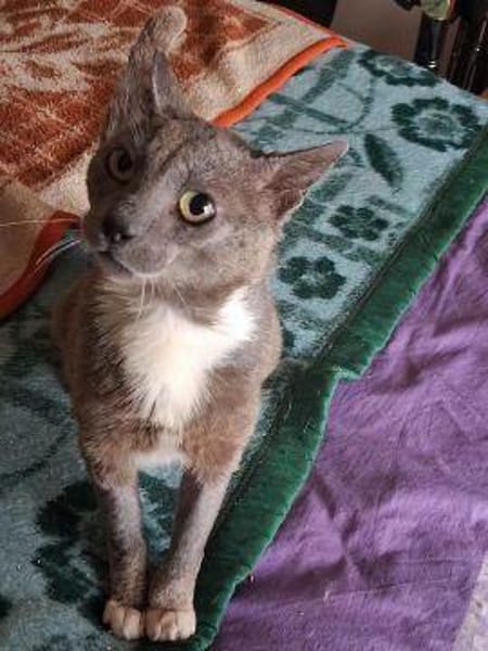 Bezaubernder Kater Gandalf sucht seine Familie