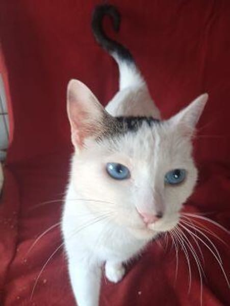 Schmusekatze Iris sucht neues Zuhause