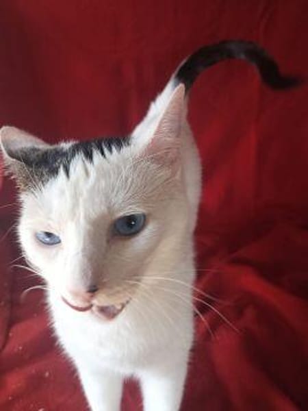 Schmusekatze Iris sucht neues Zuhause