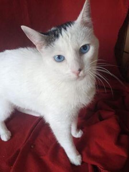 Schmusekatze Iris sucht neues Zuhause
