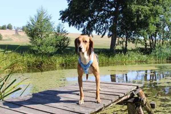 Joshy - wartet in 07907 Schleiz