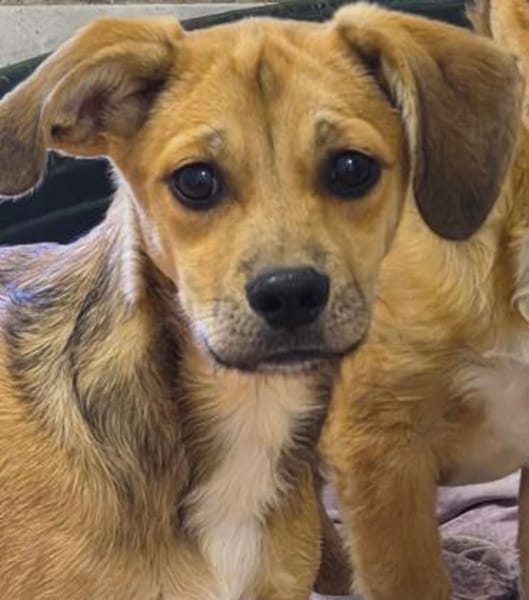 Pepito und Pippo sind zwei entzückende Brüder die