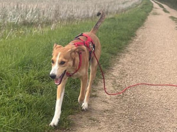 Liebenswerter Semolino sucht Zuhause