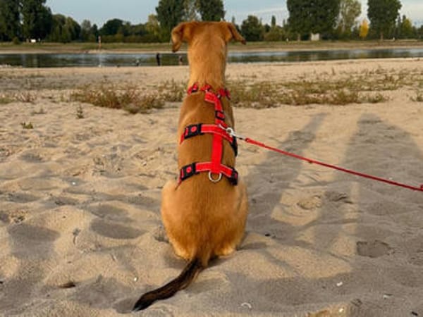 Liebenswerter Semolino sucht Zuhause