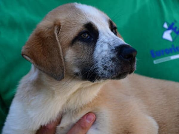 Hübscher Pongo sucht Zuhause