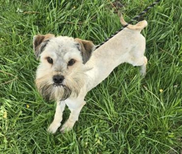 Malvin - Wuschel