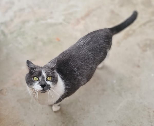 TOM