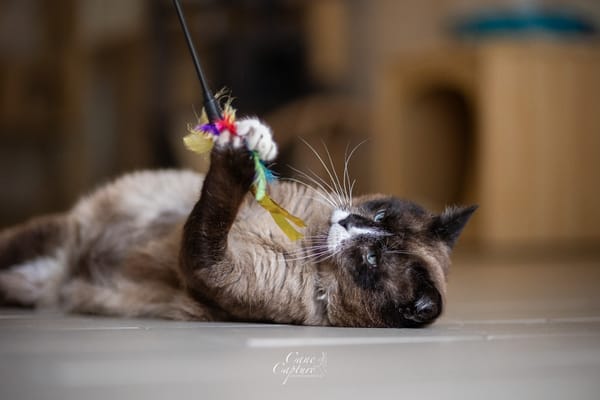 RUFIO