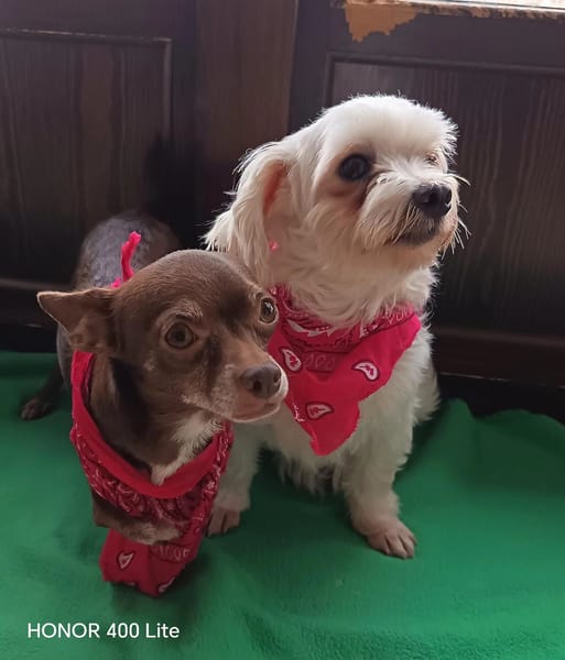 Tuli et Pirata