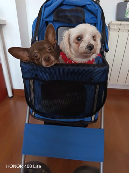 Tuli et Pirata