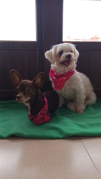 Tuli et Pirata