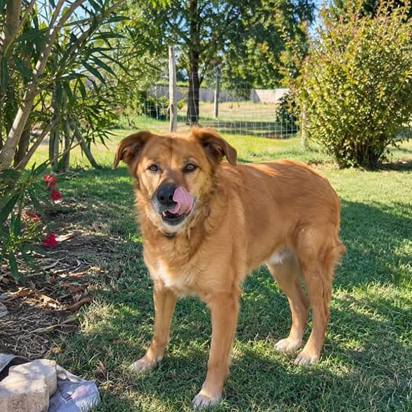 bella
