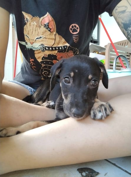 MAGGIE, une boule d'amour