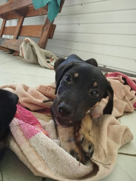 MAGGIE, une boule d'amour