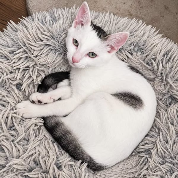 domino