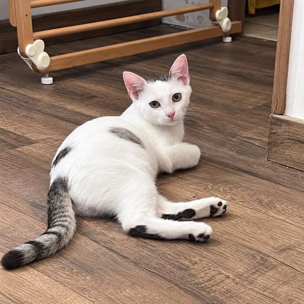 domino