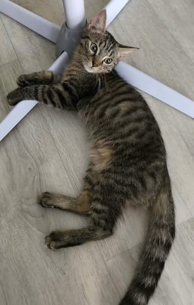 PITCHOU À ADOPTER AVEC UN COPAIN CHAT