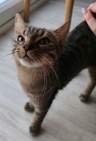 PITCHOU À ADOPTER AVEC UN COPAIN CHAT