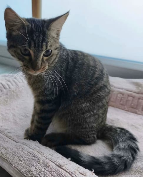 PITCHOU À ADOPTER AVEC UN COPAIN CHAT