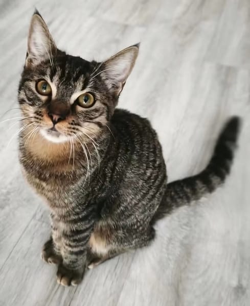 PITCHOU À ADOPTER AVEC UN COPAIN CHAT