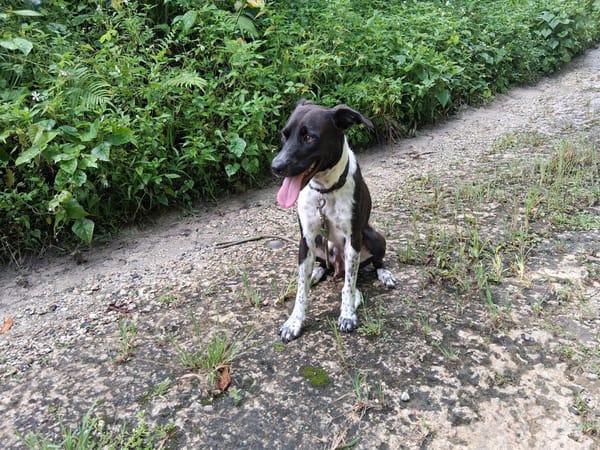 Zélie, Femelle, X Berger, née le 01/01/2023 🐶