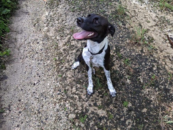 Zélie, Femelle, X Berger, née le 01/01/2023 🐶