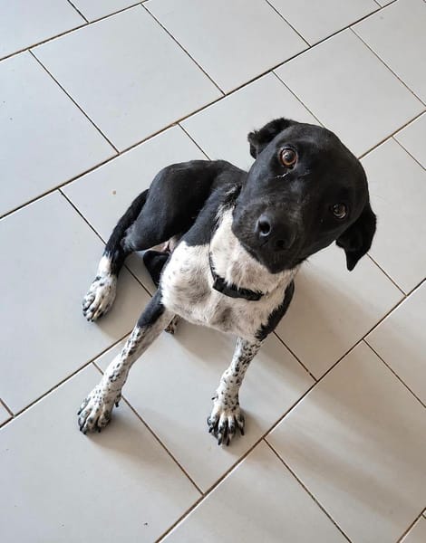 Zélie, Femelle, X Berger, née le 01/01/2023 🐶