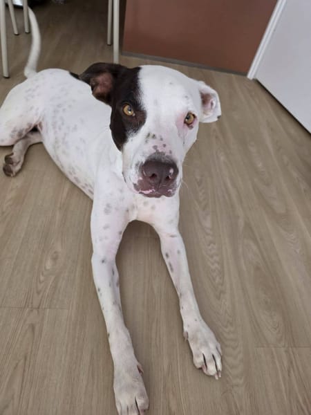 Neo, Mâle, X Berger, né le 01/01/2025 🐶