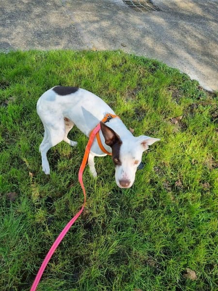 Neo, Mâle, X Berger, né le 01/01/2025 🐶