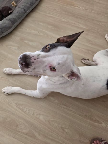 Neo, Mâle, X Berger, né le 01/01/2025 🐶