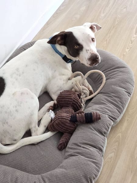 Neo, Mâle, X Berger, né le 01/01/2025 🐶