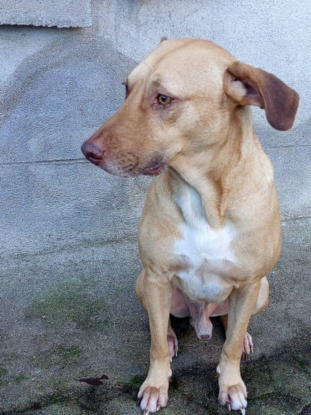 Fifi, mâle croisé berger, né le 15/06/2022 🐶