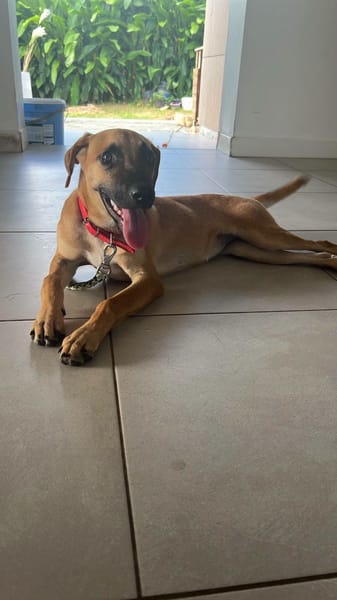 Belle, Femelle, X Berger, née le 03/04/2026 🐶