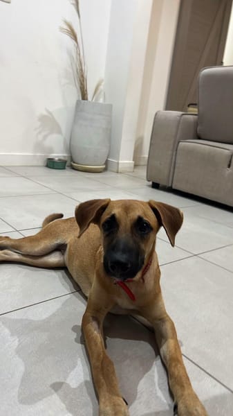 Belle, Femelle, X Berger, née le 03/04/2026 🐶