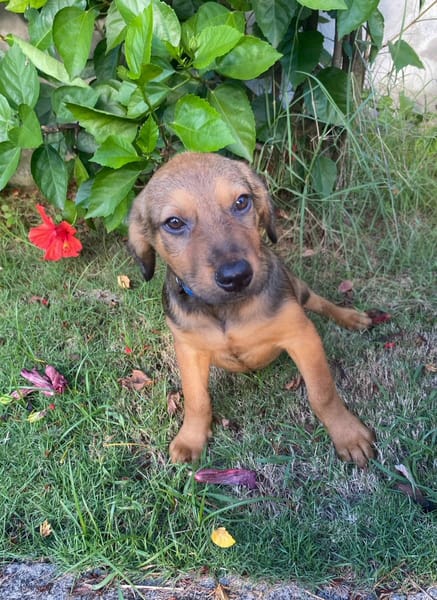 Brieg, Mâle, X Berger, né le 05/07/2026 🐶