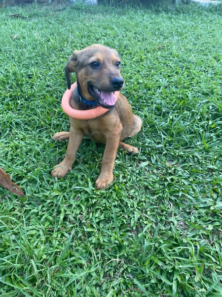 Brieg, Mâle, X Berger, né le 05/07/2026 🐶