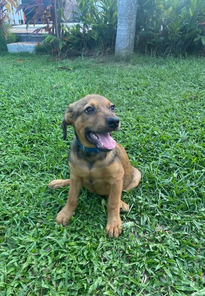 Brieg, Mâle, X Berger, né le 05/07/2026 🐶
