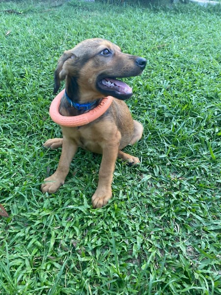 Brieg, Mâle, X Berger, né le 05/07/2026 🐶