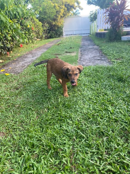 Brieg, Mâle, X Berger, né le 05/07/2026 🐶